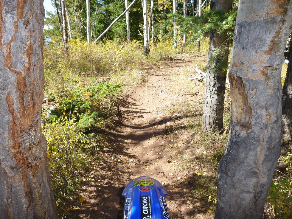 Cutting Trees